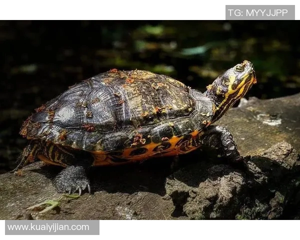 乌龟与足球明星的奇妙联结揭示了运动与自然的和谐之美